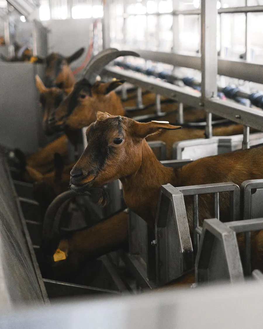 Cabras en la sala de ordeño de una granja