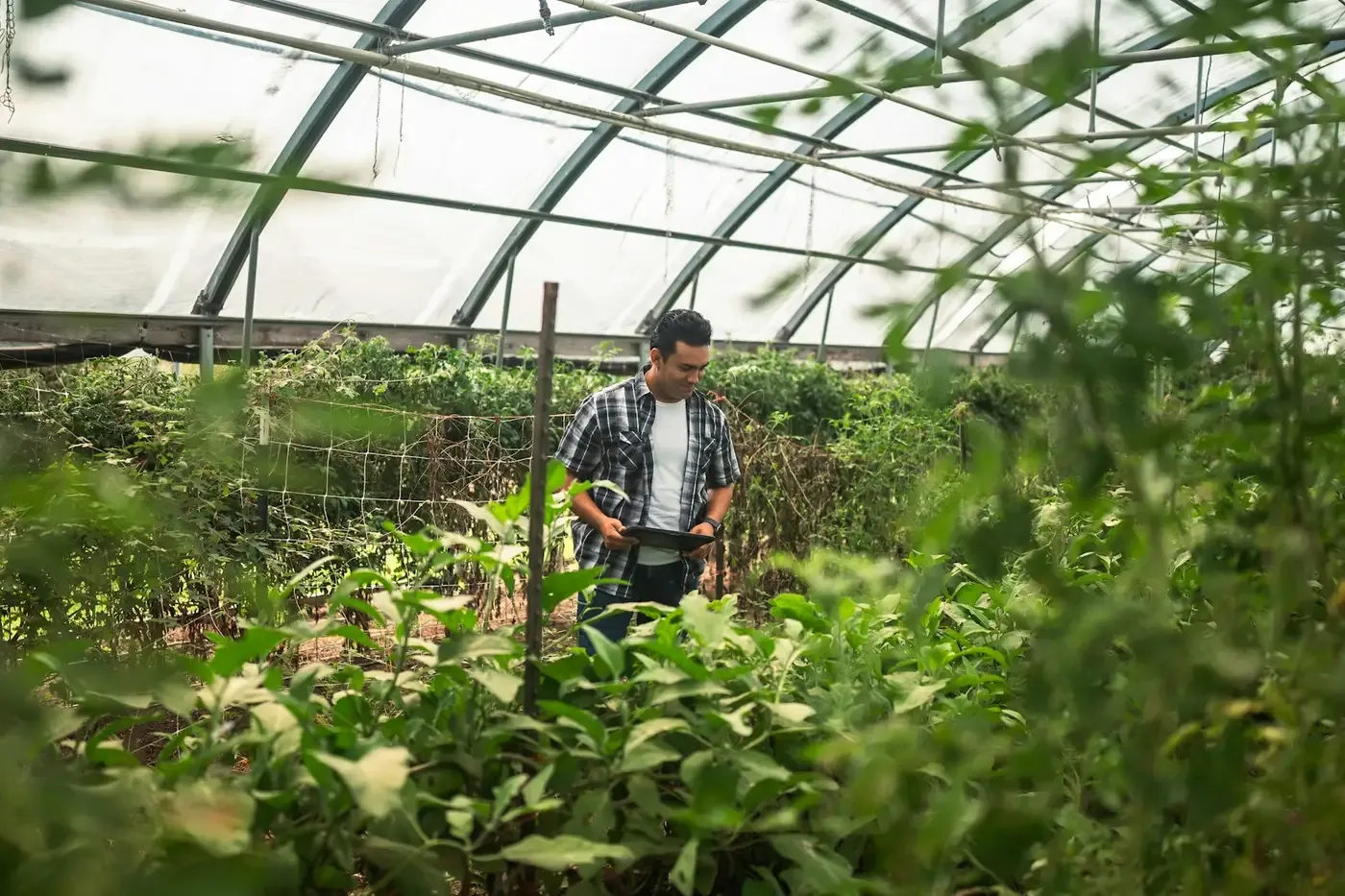 Agricultor revisando datos en una tablet entre las plantas de un invernadero