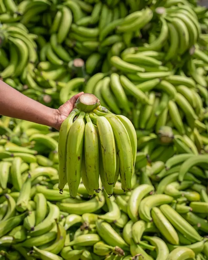 Mano sosteniendo una piña de plátanos verdes sobre la cosecha